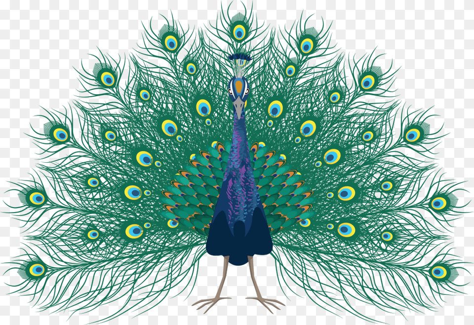 Peafowl, Animal, Bird, Peacock Free Png Download