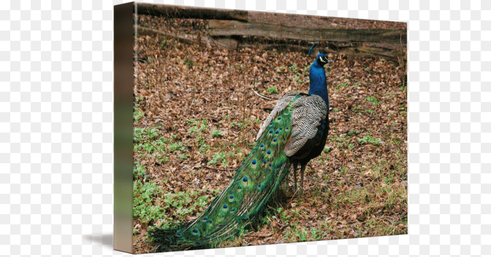 Peafowl, Animal, Bird, Peacock Free Transparent Png