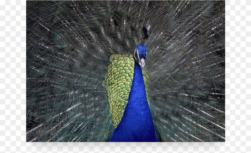 Peafowl, Animal, Bird, Peacock Png Image