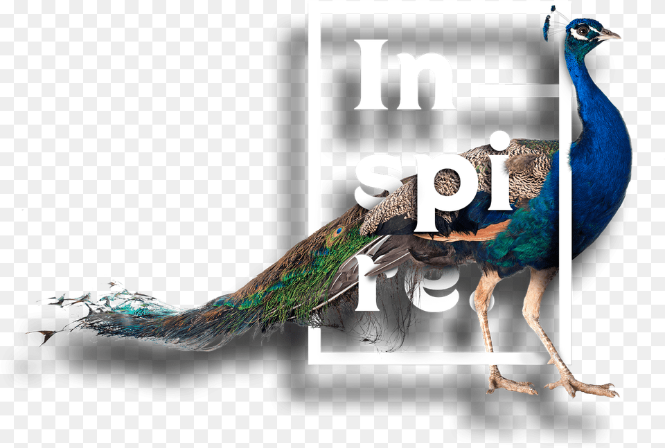 Peafowl, Animal, Bird, Peacock Png Image