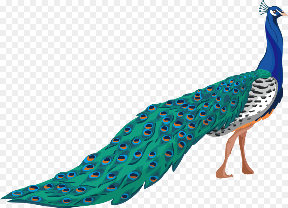 Peafowl Adobe Illustrator Tropical Bird Clipart, Animal, Peacock, Dinosaur, Reptile Free Png Download