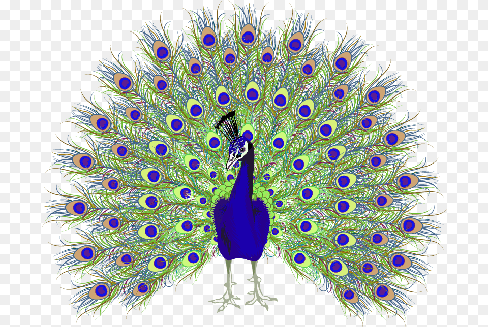 Peafowl Euclidean Vector Peacock, Animal, Bird Png