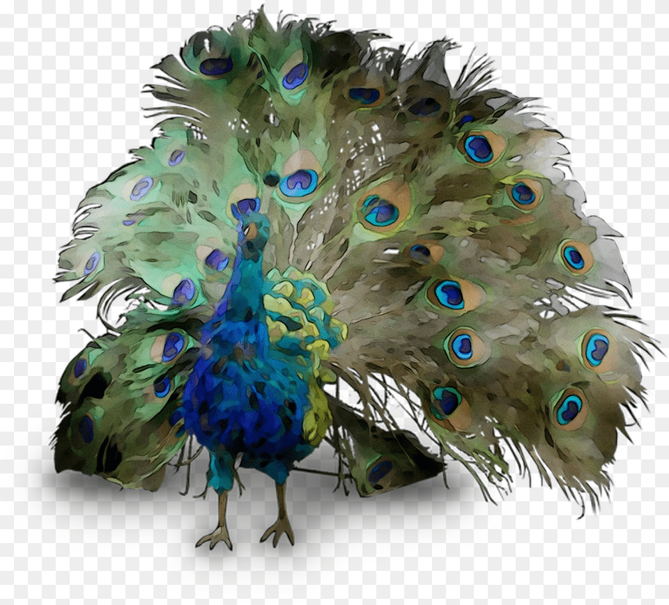 Peafowl Feather Beak Hd Clipart, Animal, Cat, Mammal, Pet Free Transparent Png