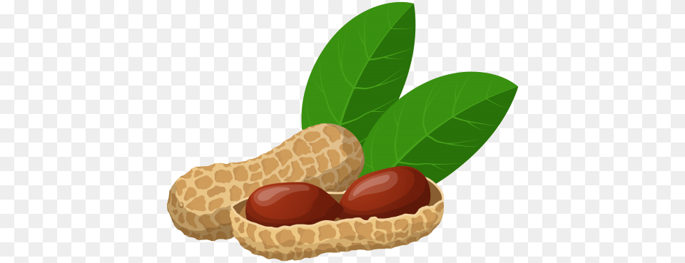 Peanut, Food, Vegetable, Produce, Nut Free Png Download