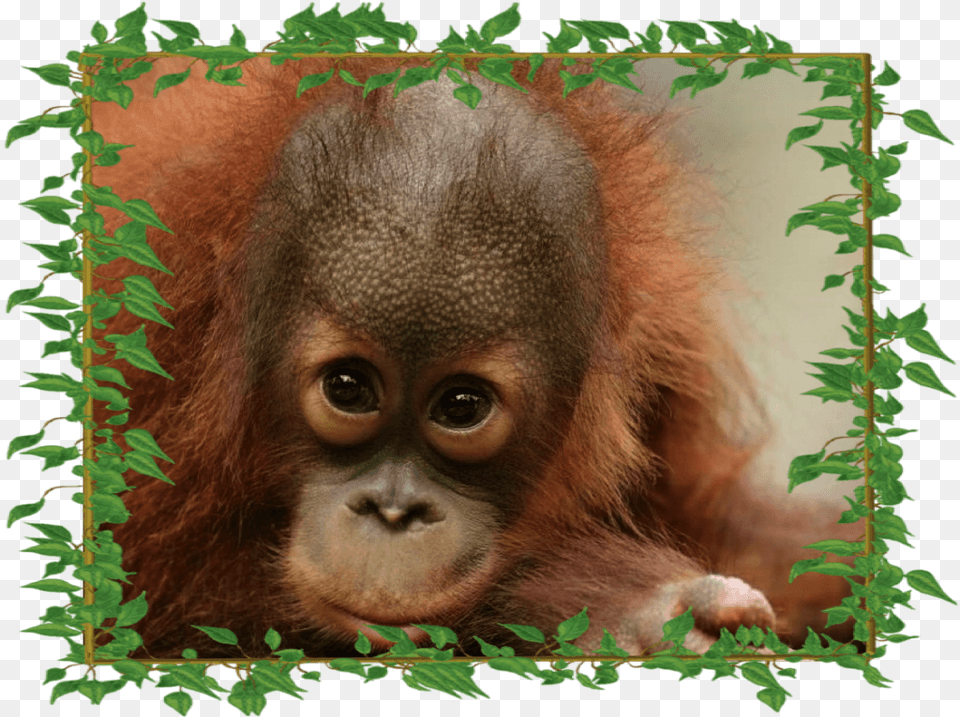 Peanut Adorable With Frame Peanut The Orangutan Appeal, Animal, Mammal, Wildlife, Monkey Png Image