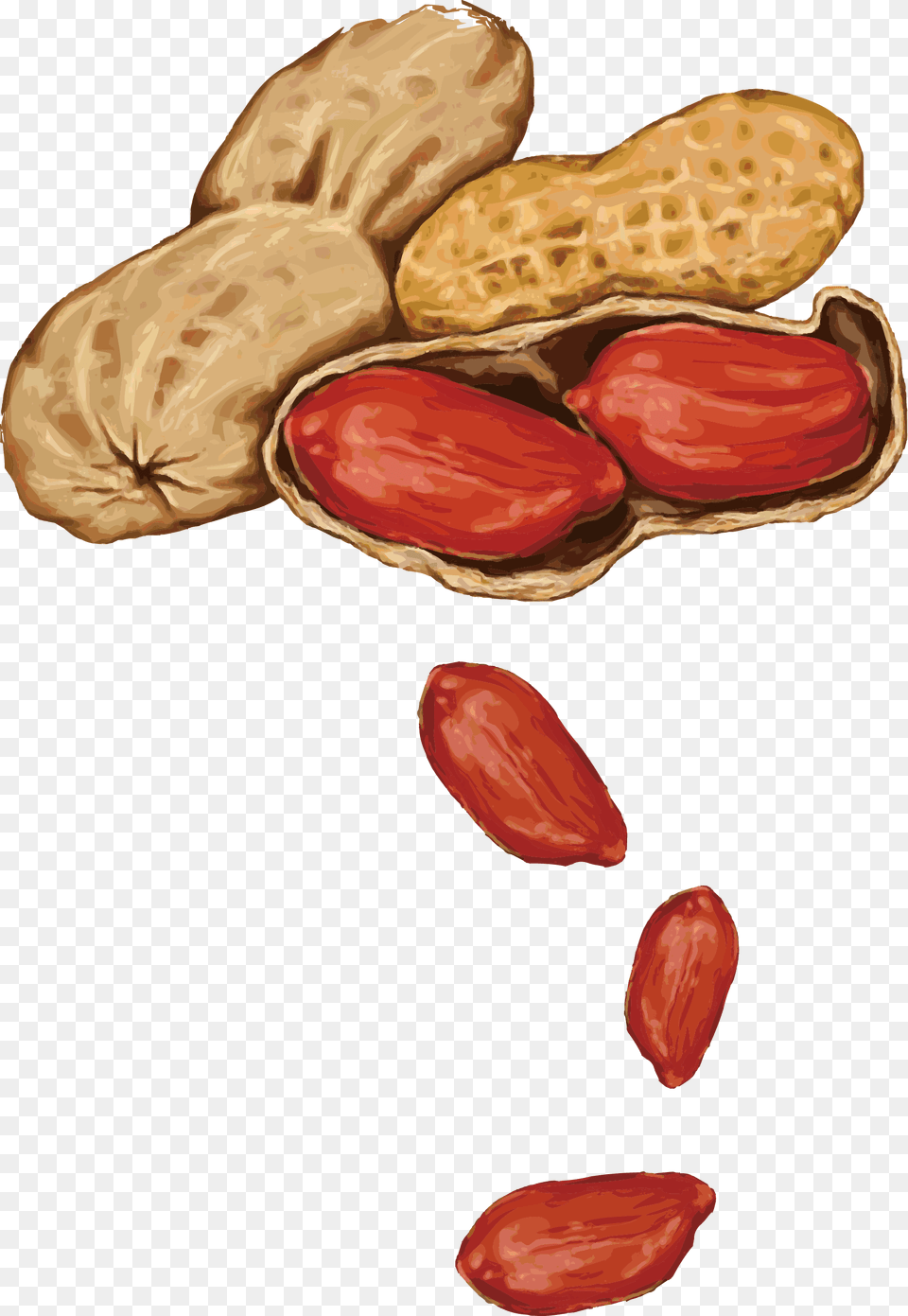 Peanut Almond Drawing, Food, Nut, Plant, Produce Png Image