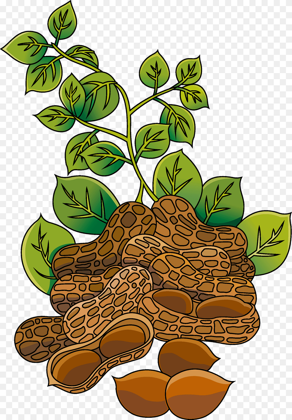 Peanut Clipart, Herbal, Herbs, Leaf, Plant Free Png Download