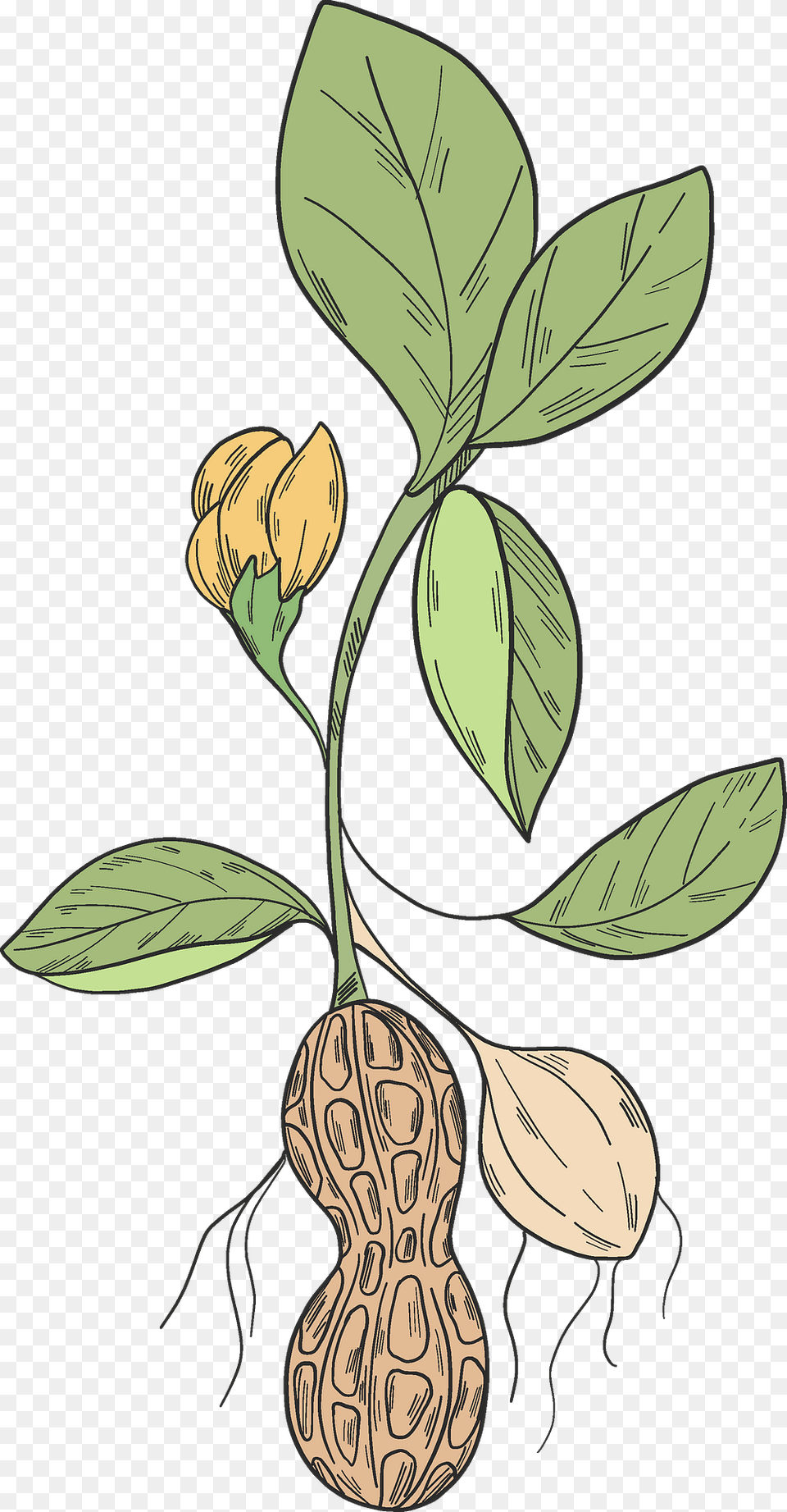 Peanut Plant Clipart, Leaf, Food, Nut, Produce Png Image