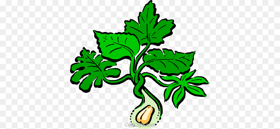 Peanut Plant Royalty Vector Clip Art Illustration, Herbs, Herbal, Leaf, Flower Free Png