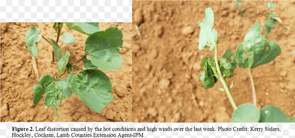 Peanuts Agriculture, Grass, Leaf, Plant, Soil Free Transparent Png