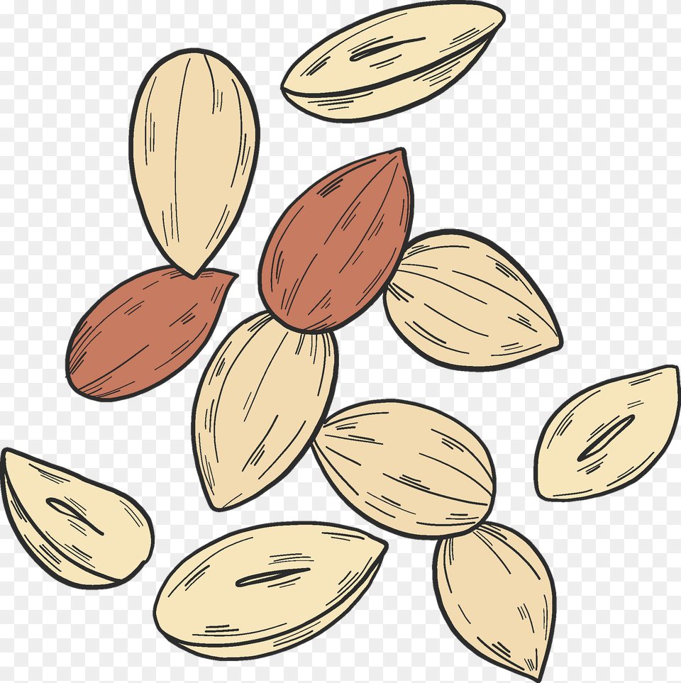 Peanuts Clipart, Food, Produce, Grain, Almond Png Image