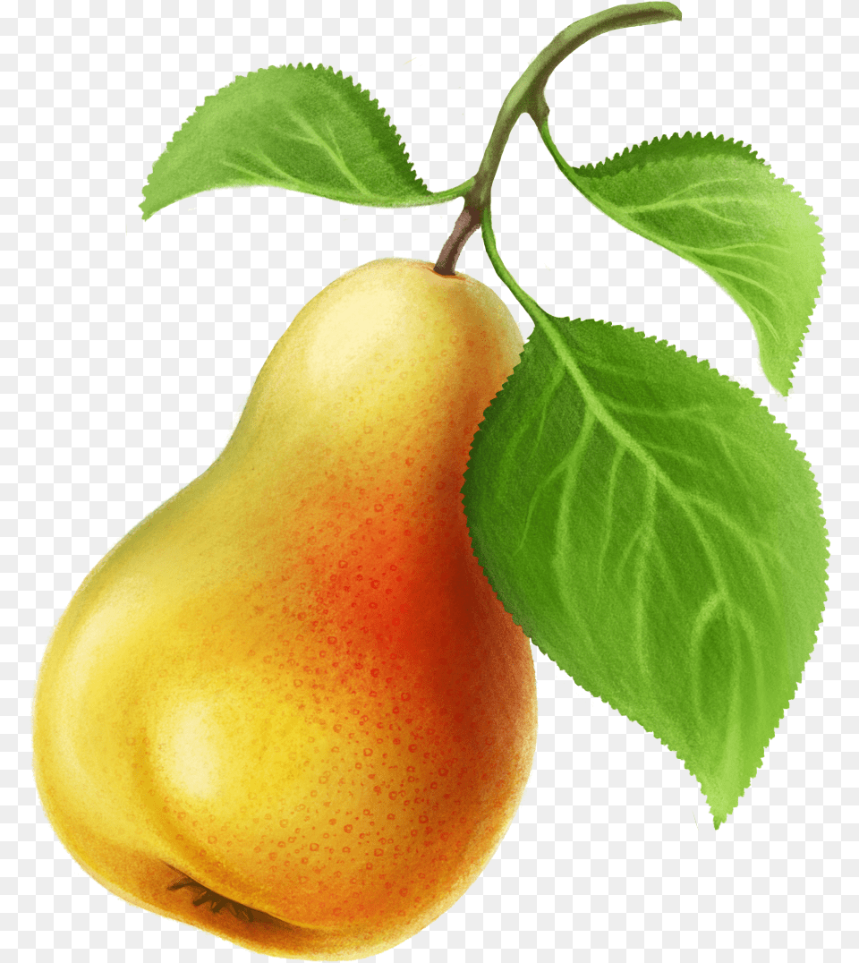 Pear, Food, Fruit, Plant, Produce Free Png