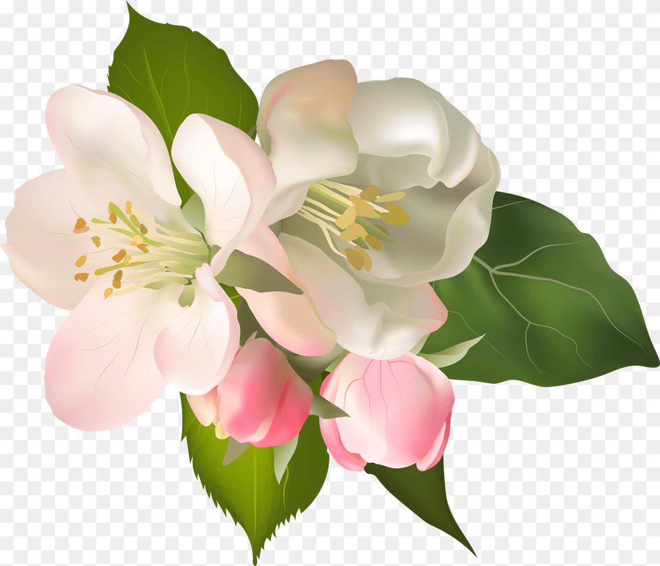 Pear Blossom Flower Clipart Graphic Freeuse Stock Floral Png