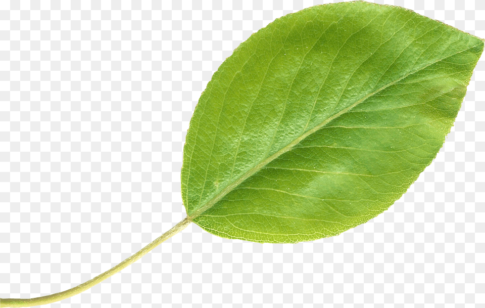 Pear Leaftransparent Leaf Singular, Plant Png Image