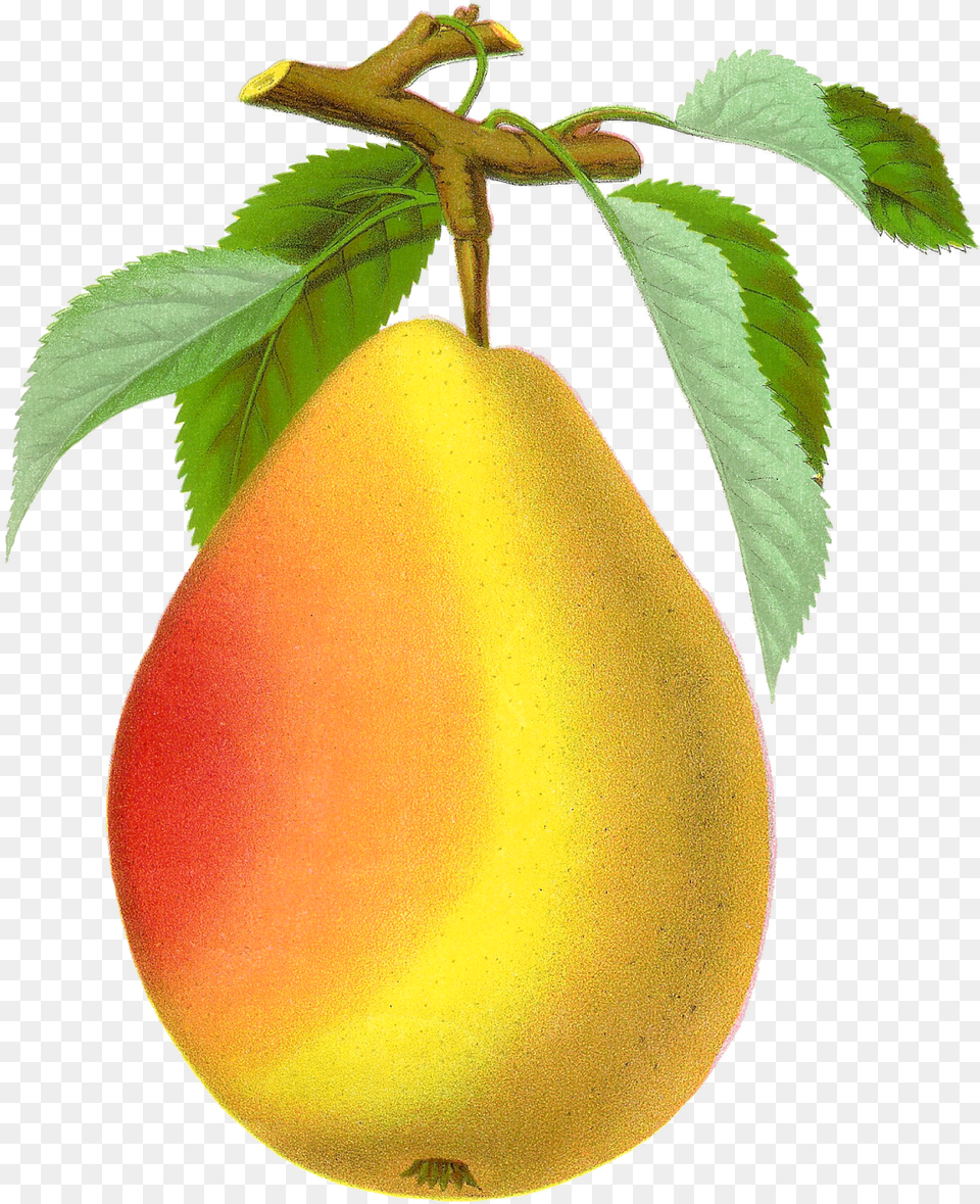 Pear Vintage Pear, Food, Fruit, Plant, Produce Free Transparent Png