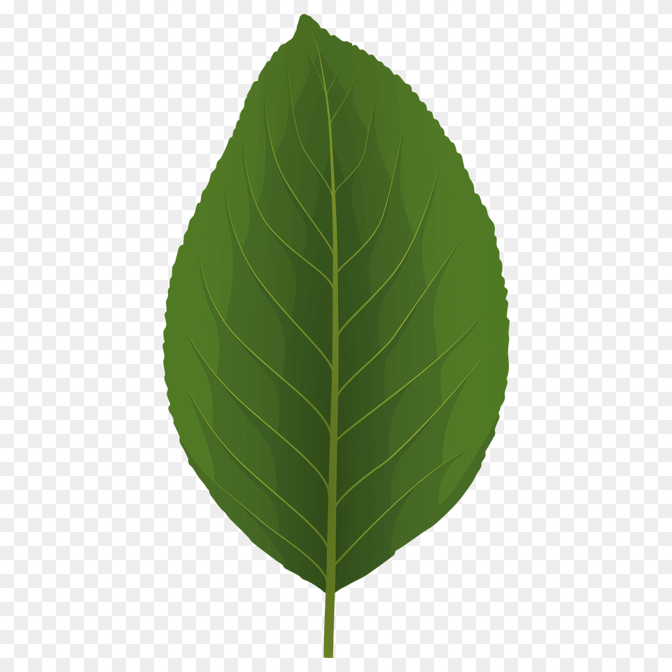 Pear Tree Green Leaf Clipart, Plant Free Png Download