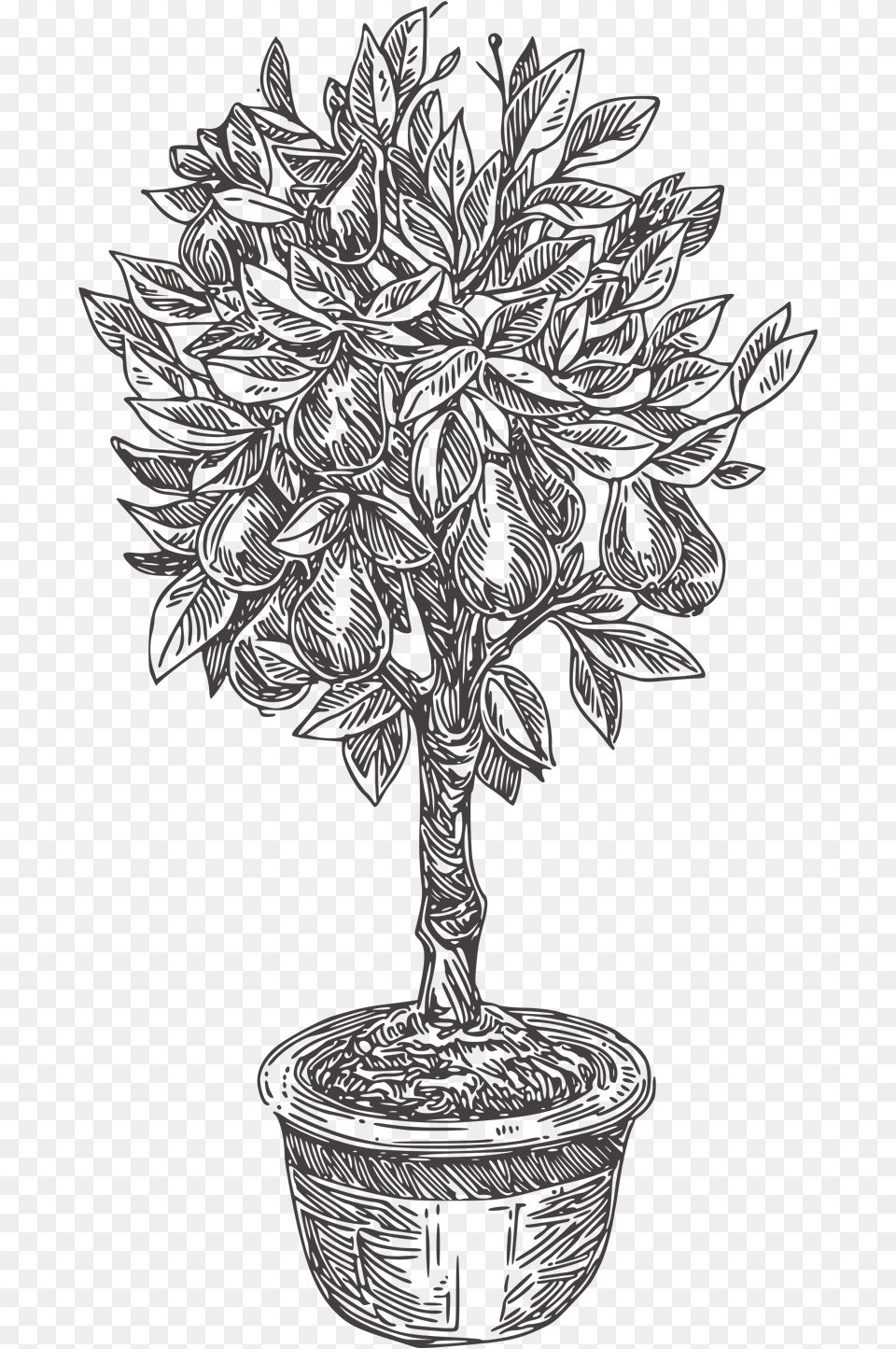 Pear Tree Houseplant, Plant, Potted Plant, Art, Drawing Png Image