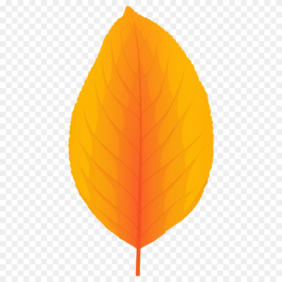 Pear Tree Yellow Leaf Clipart, Plant, Flower, Petal Free Transparent Png