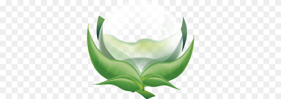 Pearl Green, Leaf, Plant Png Image