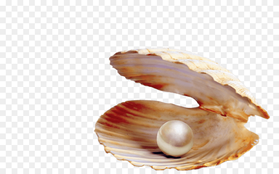 Pearl In Shell, Accessories, Jewelry, Invertebrate, Animal Png