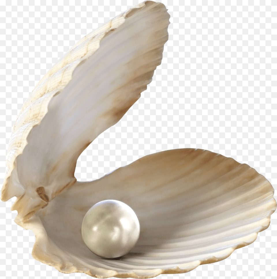 Pearl In Shell, Accessories, Jewelry, Invertebrate, Animal Png