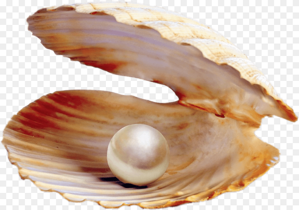 Pearl In Shell Transparent Pearl In A Clam, Accessories, Jewelry, Sea Life, Invertebrate Free Png