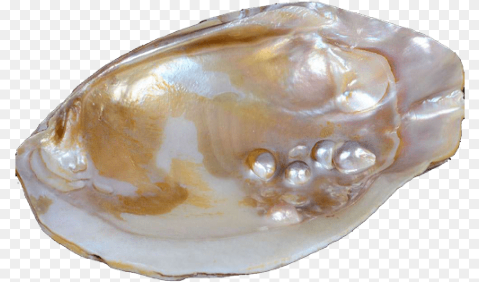 Pearl Oyster, Accessories, Seafood, Sea Life, Seashell Free Png Download
