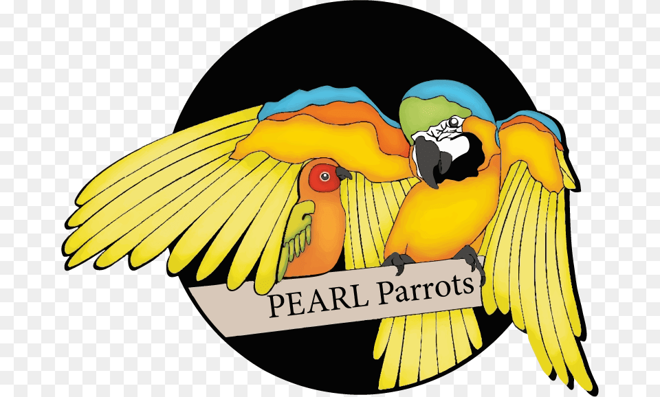 Pearl Parrots, Animal, Bird, Parrot, Macaw Free Transparent Png