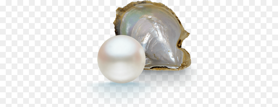 Pearl Pearls Transparent Background, Accessories, Jewelry Free Png