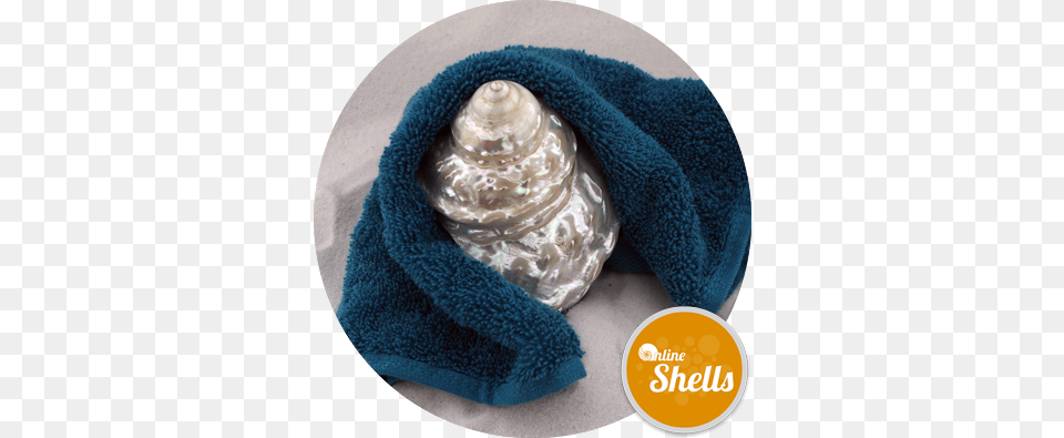 Pearl Wavy Turban, Animal, Invertebrate, Sea Life, Seashell Free Png Download