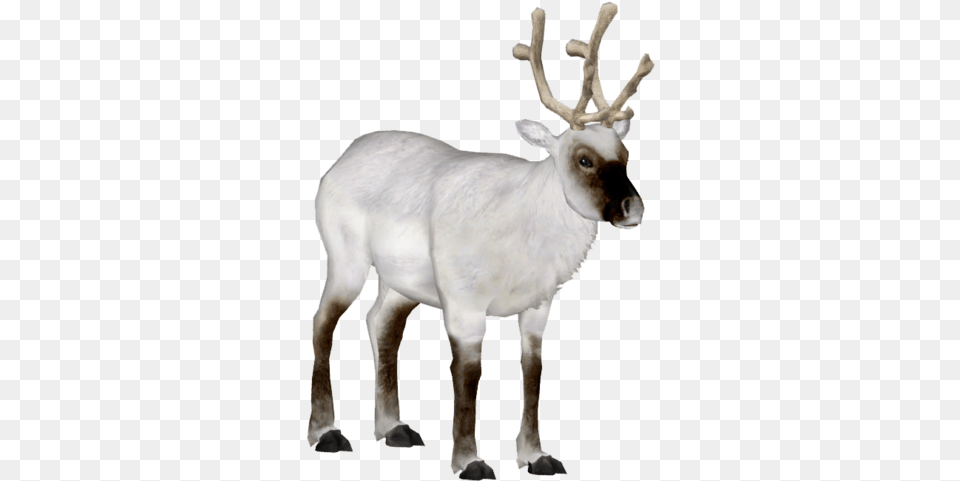 Peary Caribou 6 Wiki, Animal, Deer, Mammal, Wildlife Png