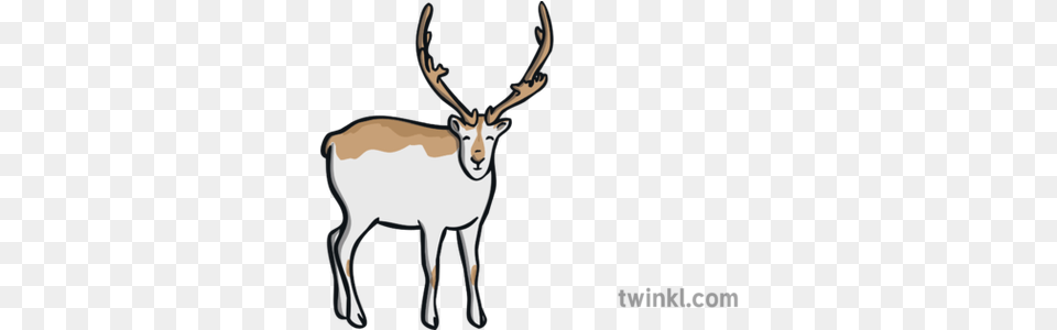 Peary Caribou Illustration Reindeer, Animal, Deer, Mammal, Wildlife Free Transparent Png