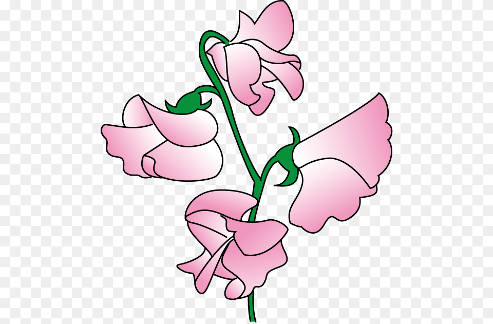 Peas Clip Art, Flower, Petal, Plant, Orchid Png