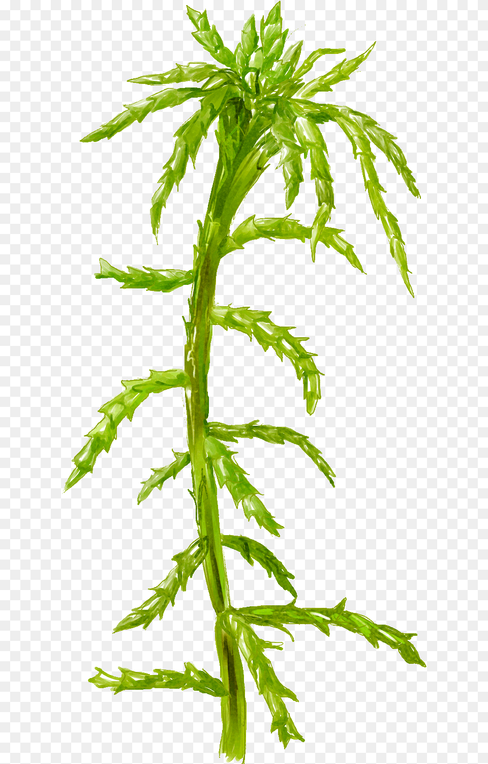 Peat Moss And A Close Up Of Large Dead Cells Full Plant Stem, Leaf, Fern Free Transparent Png