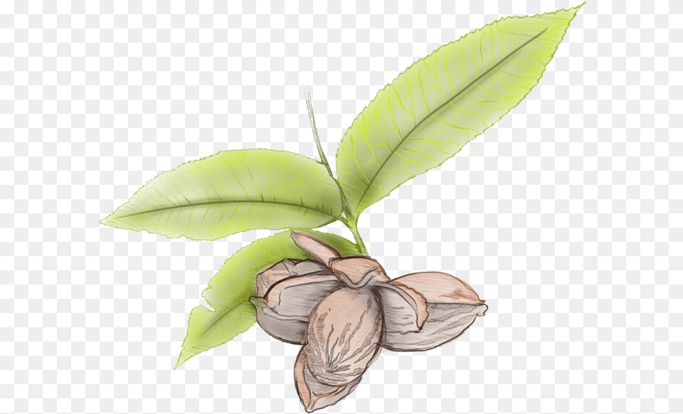 Pecan Leaves Illustration Illustration, Leaf, Plant, Annonaceae, Tree Free Png
