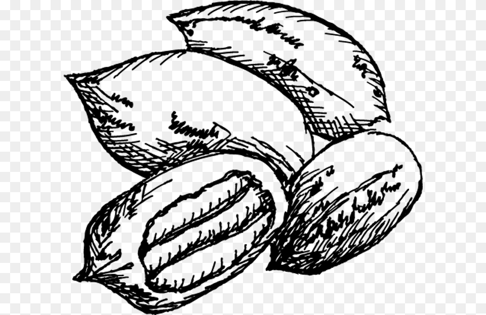 Pecan Trees For Sale Pecan Tree Black And White, Lighting Free Png Download
