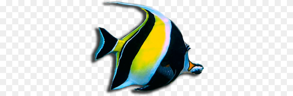 Peces Agua Salada Peces De Agua Dulce, Angelfish, Animal, Fish, Sea Life Free Png Download