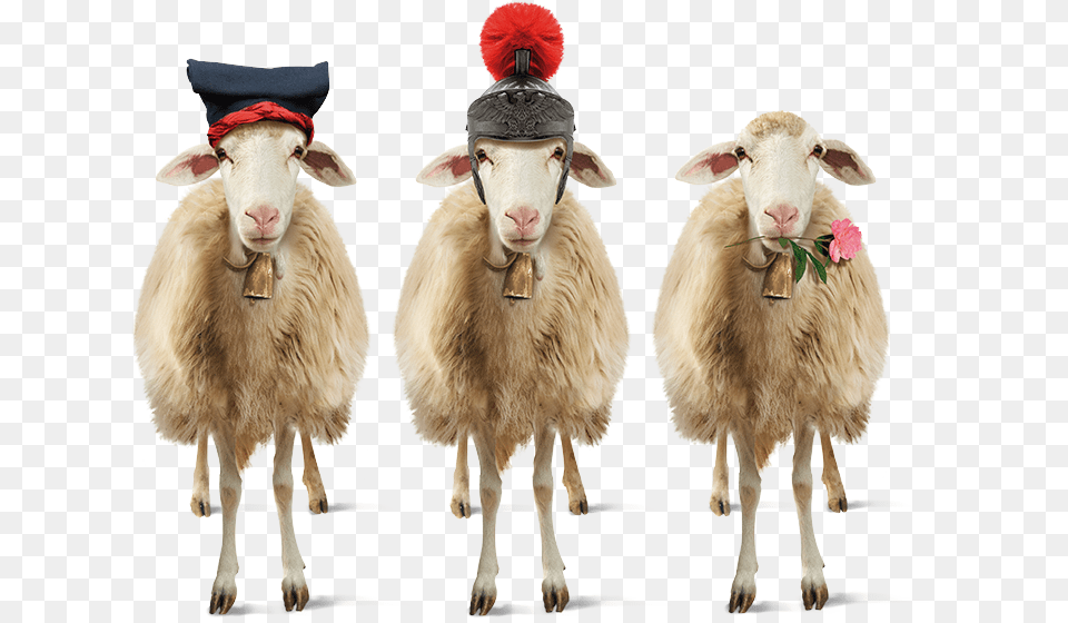 Pecore, Animal, Livestock, Mammal, Sheep Free Png