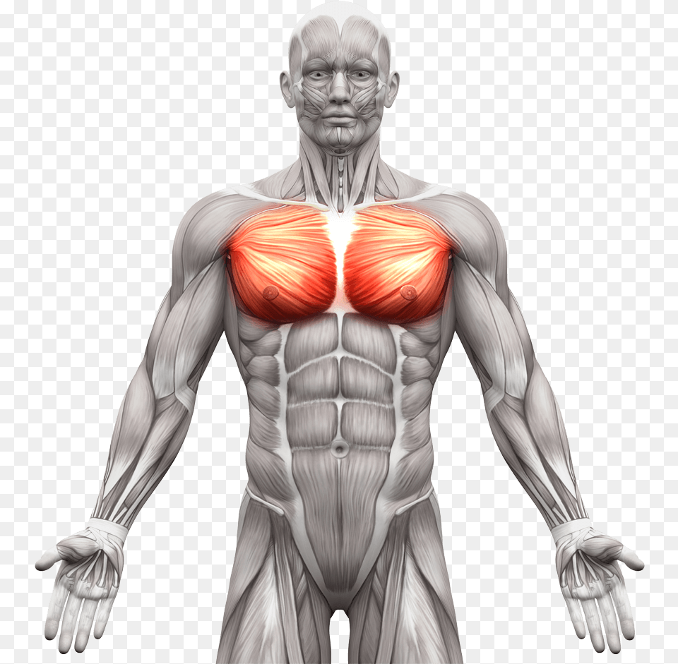 Pectoralis Major Function Origin Prosupps Aminolinx 30 Servings Watermelon, Adult, Person, Man, Male Free Transparent Png