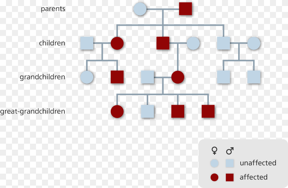 Pedigree Diagram Showing The Inheritance Pattern Of Family Tree Free Png