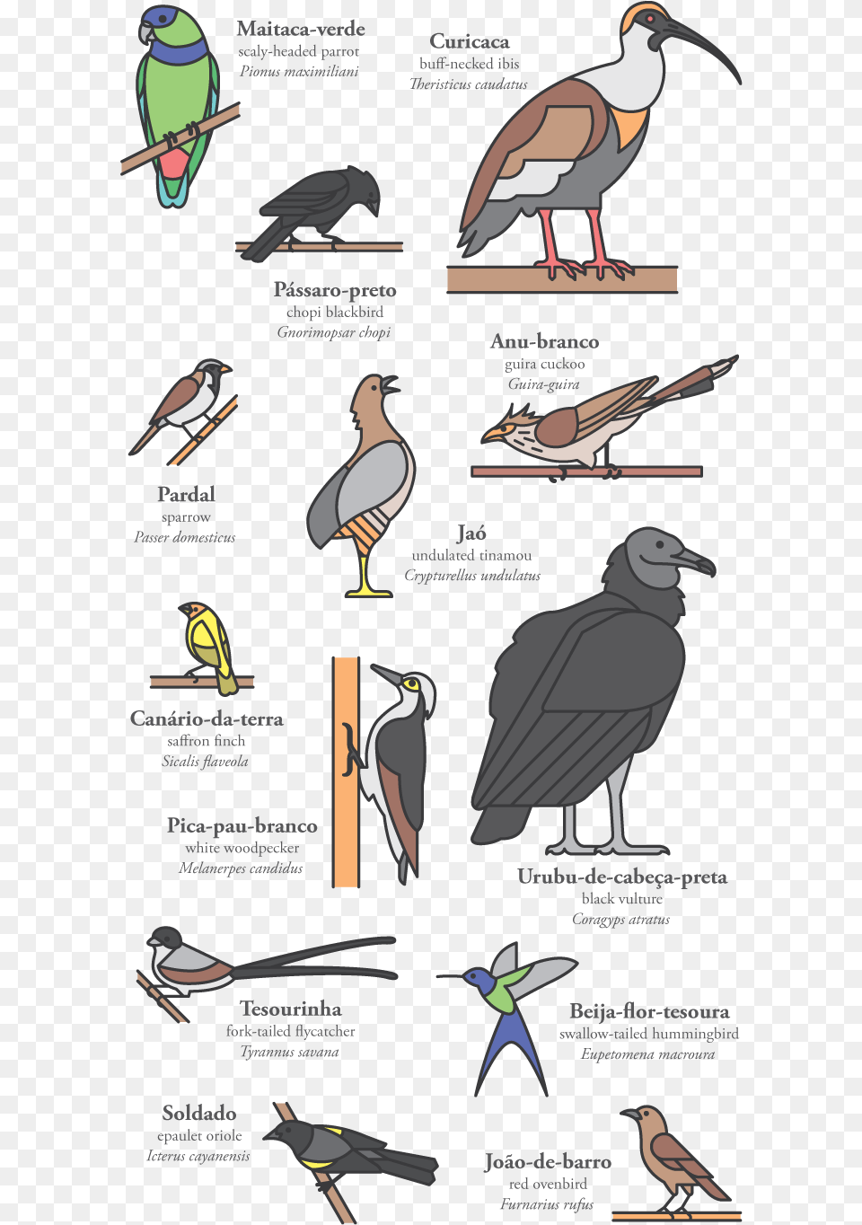 Pedro Machado Cerrado Birds Ciconiiformes, Animal, Bird, Vulture, Stork Png