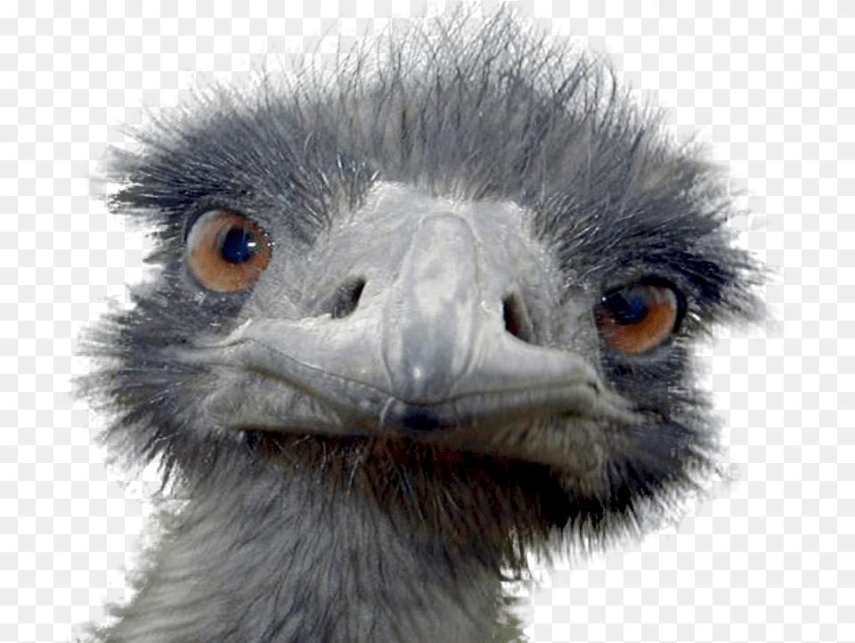 Peek A Boo Ostrich Postcards, Animal, Beak, Bird, Emu Free Transparent Png