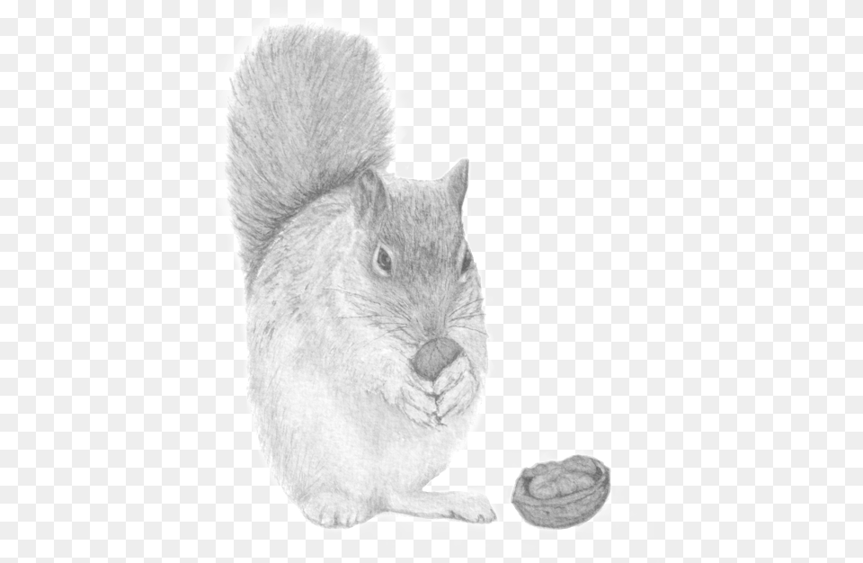 Peekaboo The Nutty Squirrel, Art, Animal, Drawing, Mammal Png Image