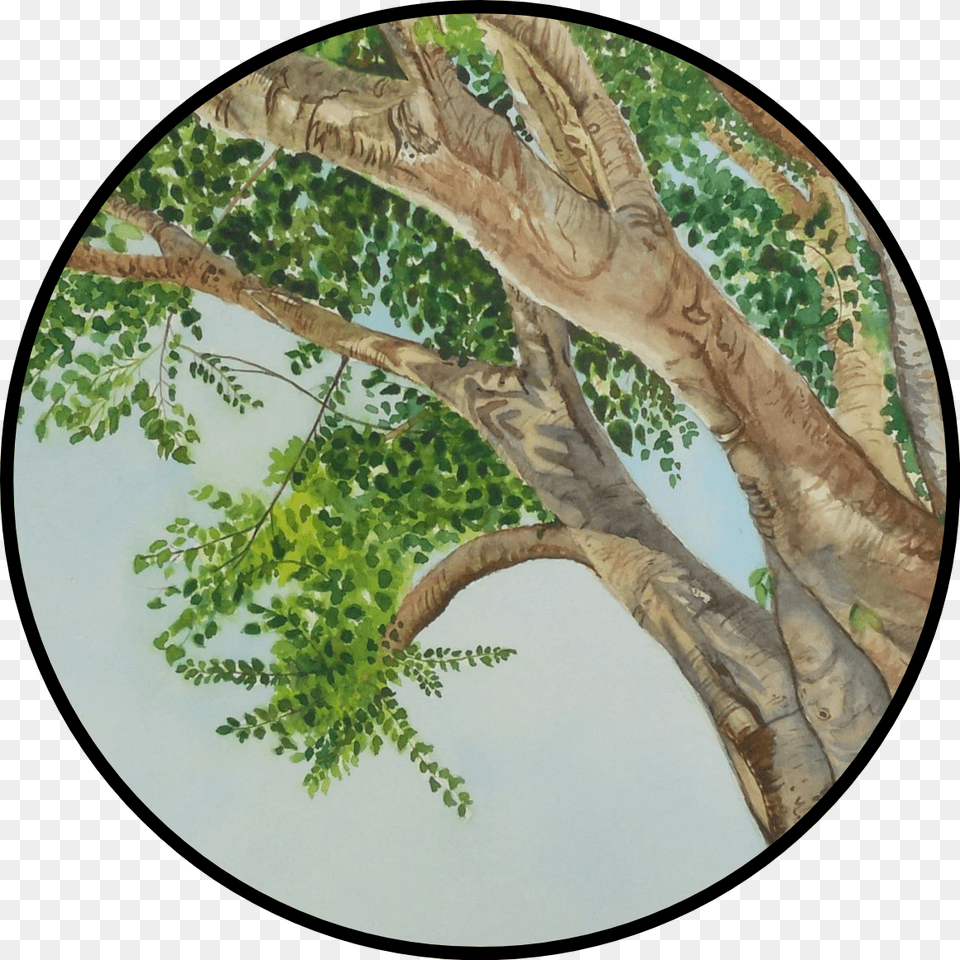 Peepal Tree Drawing, Art, Plant, Photography, Painting Png Image