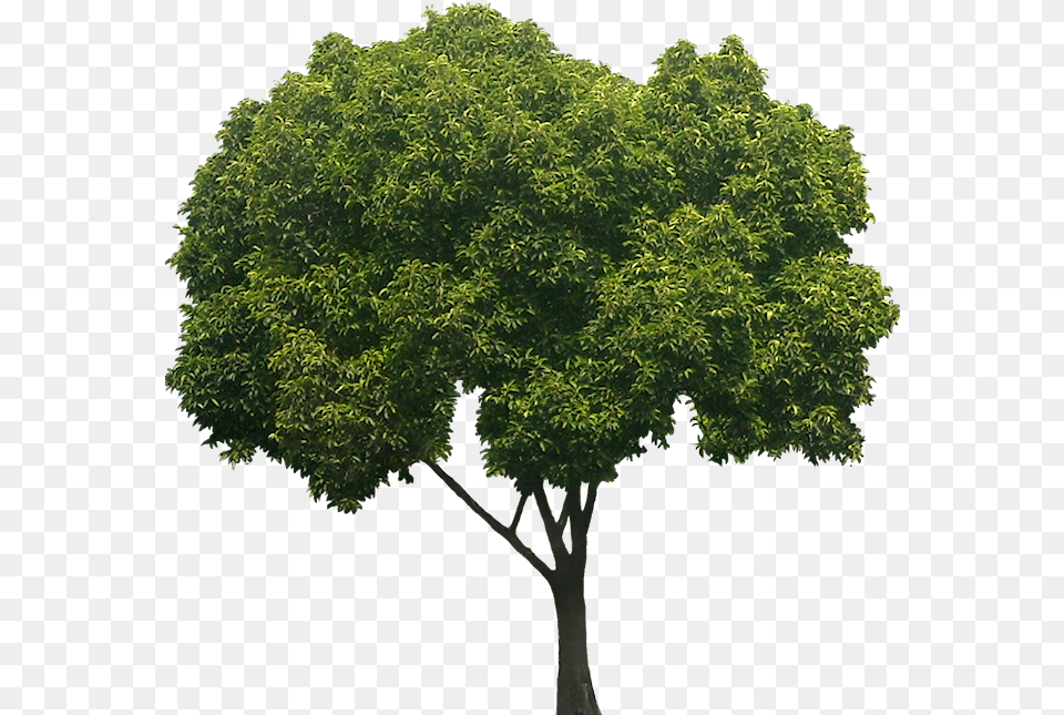 Peepal Tree White Background, Oak, Plant, Sycamore, Maple Free Png Download