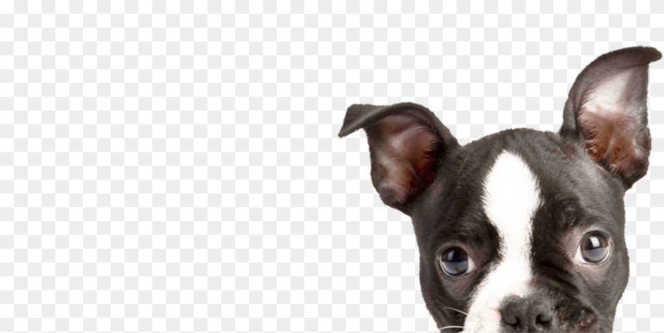 Peeping Puppy2 Dog Dog Transparent Cartoon Jingfm Boyd County Animal Shelter, Boston Bull, Bulldog, Canine, Mammal Png
