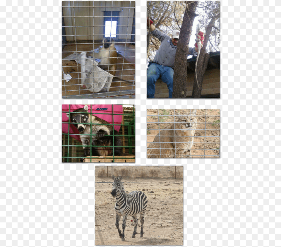 Peeps And Creeps Inc Peeps And Creeps, Animal, Zebra, Wildlife, Mammal Png