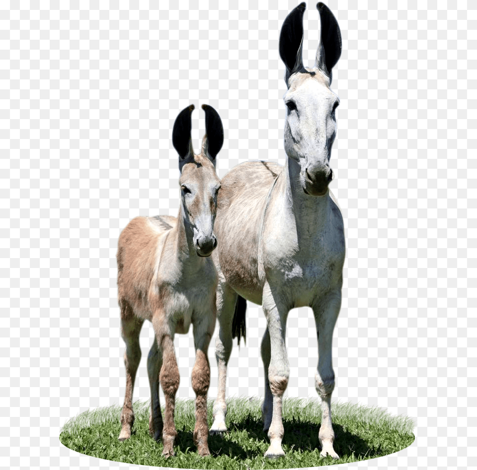 Pega, Animal, Antelope, Mammal, Wildlife Free Transparent Png