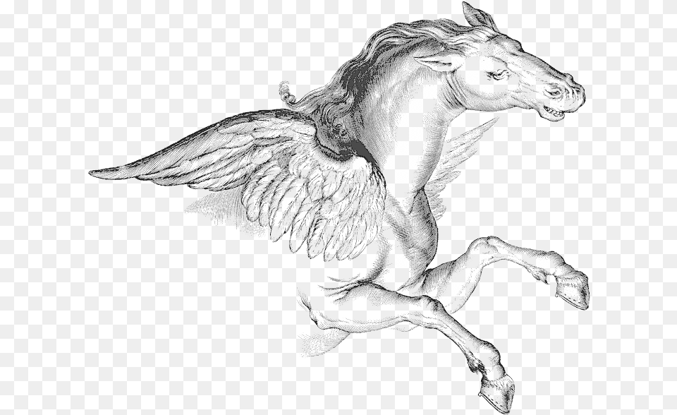 Pegasus, Animal, Dinosaur, Reptile, Art Free Png