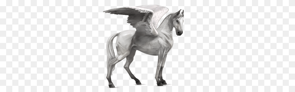 Pegasus, Animal, Horse, Mammal Free Png
